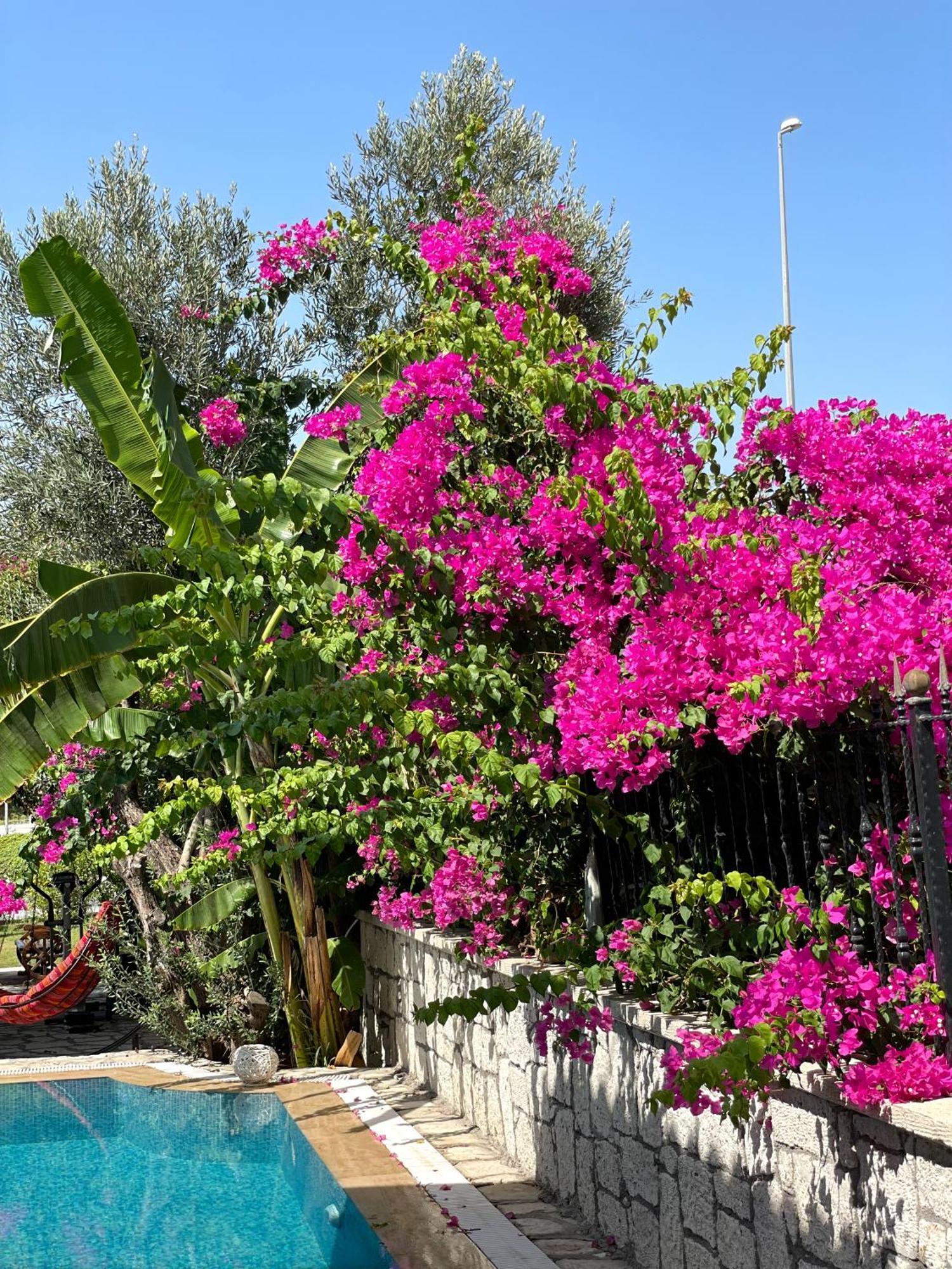 Ata Boutique Hotel Çeşme Luaran gambar